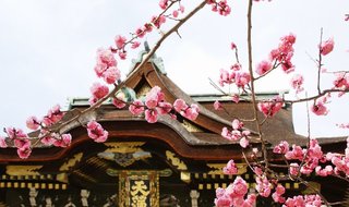 京都の梅の名所「北野天満宮」にある七不思議